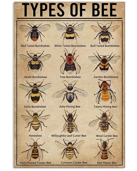 mason bee identification chart